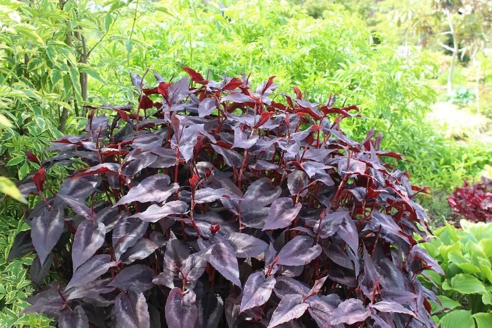 Persicaria microcephala 'Red Dragon' (Red Dragon Fleece Flower